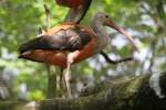 Roter Sichler oder auch Scharlachsichler (Eudocimus ruber) am 22.6.2010 im Leintalzoo bei Schwaigern.