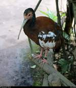 Blick auf einen Mhnenibis im Gondwanaland des Zoos Leipzig.