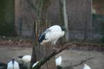 Dieser Heiliger Ibis (Threskiornis aethiopicus) hat es sich auf einem Ast bequem gemacht.