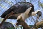 Stachel- oder Strohalsibis (Threskiornis spinicollis) im Tierpark Berlin.