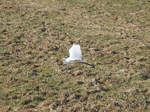 Kaum hat mich dieser Silberreiher (Ardea alba, Casmerodius albus, Egretta alba) wahrgenommen, setzt er auch schon zum Wegfliegen an, mit eingezogenem Hals freilich, wie alle Reiher beim Fliegen; am