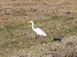 Silberreiher (Ardea alba, Casmerodius albus, Egretta alba) auf einer Wiese am Elbe-Lbeck-Kanal zwischen Berkenthin und Krummesse; 15.02.2017  