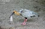 Vogel aus der Familie der Ibisse (Unterart nicht bekannt)