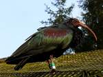 Waldrapp(Geronticus eremita)zum Anfassen nah, im Gelnde des Tierparks Grnau; 151220 