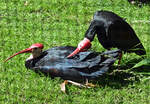 Kahlkopfrapp (Glattnackenibis) im Klner Zoo - 16.06.2022