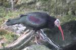 Waldrapp (Geronticus eremita) am 11.3.2010 im Zoo Berlin.