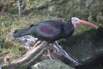 Waldrapp (Geronticus eremita) am 11.3.2010 im Zoo Berlin.