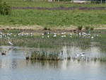 Teich mit Schilf und vielen Vögeln am Berliner Mauerweg im Landschaftspark Rudow-Altglienicke am 21.
