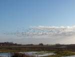 Vogelschwarm im Anflug auf die Wiesen von Pilsum im Landkreis Aurich, nahe des Fischerortes Greetsiel am 28.12.2009.