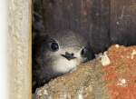 Junge Schwalbe blickt neugierig aus ihrem Nest unter dem Hausdach.