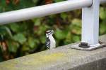 Ein Dunenspecht (Picoides pubescens), der auch scharf auf Erdnsse ist.