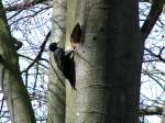 Schwarzspechtdame(Dryocopus martius) beim Nesthhlenbau in einer Buche;100403