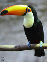 Ein Riesentukan, fotografiert im Zoo Barcelona (Dezember 2011)