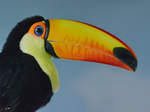 Ein Riesentukan im Seitenportrait (Zoo Barcelona, Dezember 2011)