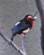 Furchenschnabel-Bartvogel (Lybius dubius) am 25.2.2010 im Zoo Berlin.