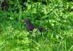 Amsel mit Futter im Schnabel am Rheinufer bei Hersel - 09.08.2012