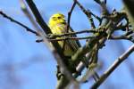 Eine Goldammer in unserem Apfelbaum; 15.03.2013