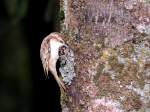Gartenbaumlufer (Certhia brachydactyla)arbeitet sich im Zuge der Nahrungssuche quirlig und emsig am Baumstaum empor; 121013