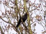 Amsel ♂️ (OLDENBURG/Deutschland, 30.04.2006)