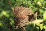 Amselbaby mit weit geffnetem Schnabel im Nest am 24.04.2011