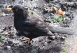 Amsel ♂ im Garten (OLDENBURG/Deutschland, 22.04.2007)