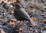 Amsel ♀ im Garten (OLDENBURG/Deutschland, 22.04.2007)