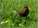 Eine Amsel mit Nistmaterial in Schnabel gesehen in Greetsiel am 06.05.2012.