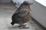 Amsel-Jungvogel, den die Eltern beim Durchfliegen der Rume  vergessen  haben  (RHEINE, Kreis Steinfurt/Deutschland, 21.06.2012)