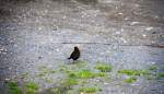 Eine Amsel sitzt auf dem Boden in Aachen-West am 25.6.2012.