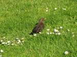 Amsel, gesehen und fotografiert in der Brgerwiese, Grevesmhlen 07.05.2011