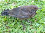 Junge Amsel (Turdus merula)wartet im Garten auf seine Mutter; 120504