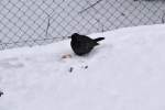 Aufgeplusterte Amsel sichert ihre  Vitaminbombe .