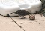 Amsel beim futtern auf der Terrasse - 21.02.2013