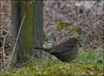 Ein Amsel Weibchen (Turdus merula), auch Schwarzdrossel genannt, sitzt verngstigt am Boden.