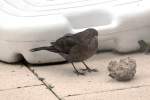 Amsel beim  futtern  auf der Terrasse - 21.02.2013