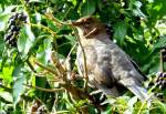 Ein Amselweibchen (Turdus merula) hat die Beeren entdeckt - Mrz 2013.