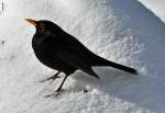 Amsel im Schnee - 13.03.2013