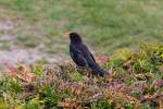 Lautstarke Amsel auf einer Hecke.