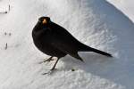 Amsel am Schneehaufen im Garten - 13.03.2013