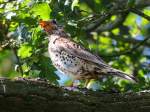 Singdrossel (Turdus philomelos) gibt ein Stndchen von sich; 130623