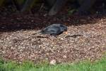 Amsel im Garten - 31.01.2014