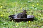 Eine Amsel badet in unserem Garten; 27.03.2014