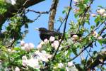 Amsel hlt Ausschau in einem blhenden Obstbaum, fotografiert am 13.04.2014 im Eberner Park