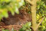 Amsel beim warmhalten in Weidhausen am 30.04.2012.