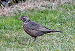 Junge Amsel im Garten - 28.09.2016