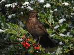 Eine Amsel auf Futtersuche.