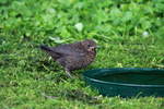 Ein Amselkken an der Vogeltrnke in unserem Garten.