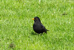 Amsel im Garten - 24.04.2017