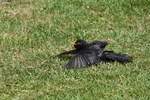 Amsel beim Sonnenbad  (RHEINE, Kreis Steinfurt/Deutschland, 14.06.2017)