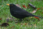 Eine Amsel auf der Suche nach Nahrung.